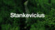 Stankevicius International